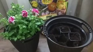 Высадка кустовой махровой петунии и ампельной лобелии в вазон