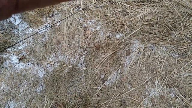 Весенние клесты,чечётки ,чижи (день второй) смотреть онлайн