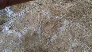 Весенние клесты,чечётки ,чижи (день второй)