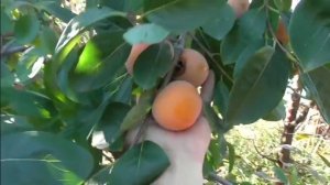 Хурма сортовая.Никитская бордовая. Урожай после 5 лет ожидания. Ветки ломятся.