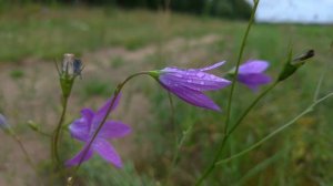 Колокольчики после дождя. Для медитаций.
