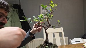 quick trimming of Tiger bark ficus bonsai