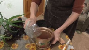 Как правильно посадить алоэ. Перевалка  растения.