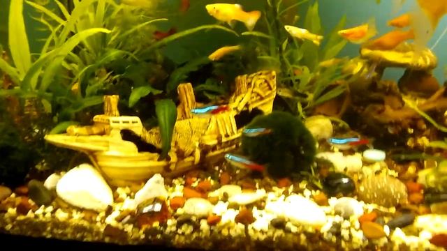 Перенаселение аквариумных рыбок и первый комментар