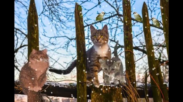 Февральские коты DP Animation Maker смотреть онлайн