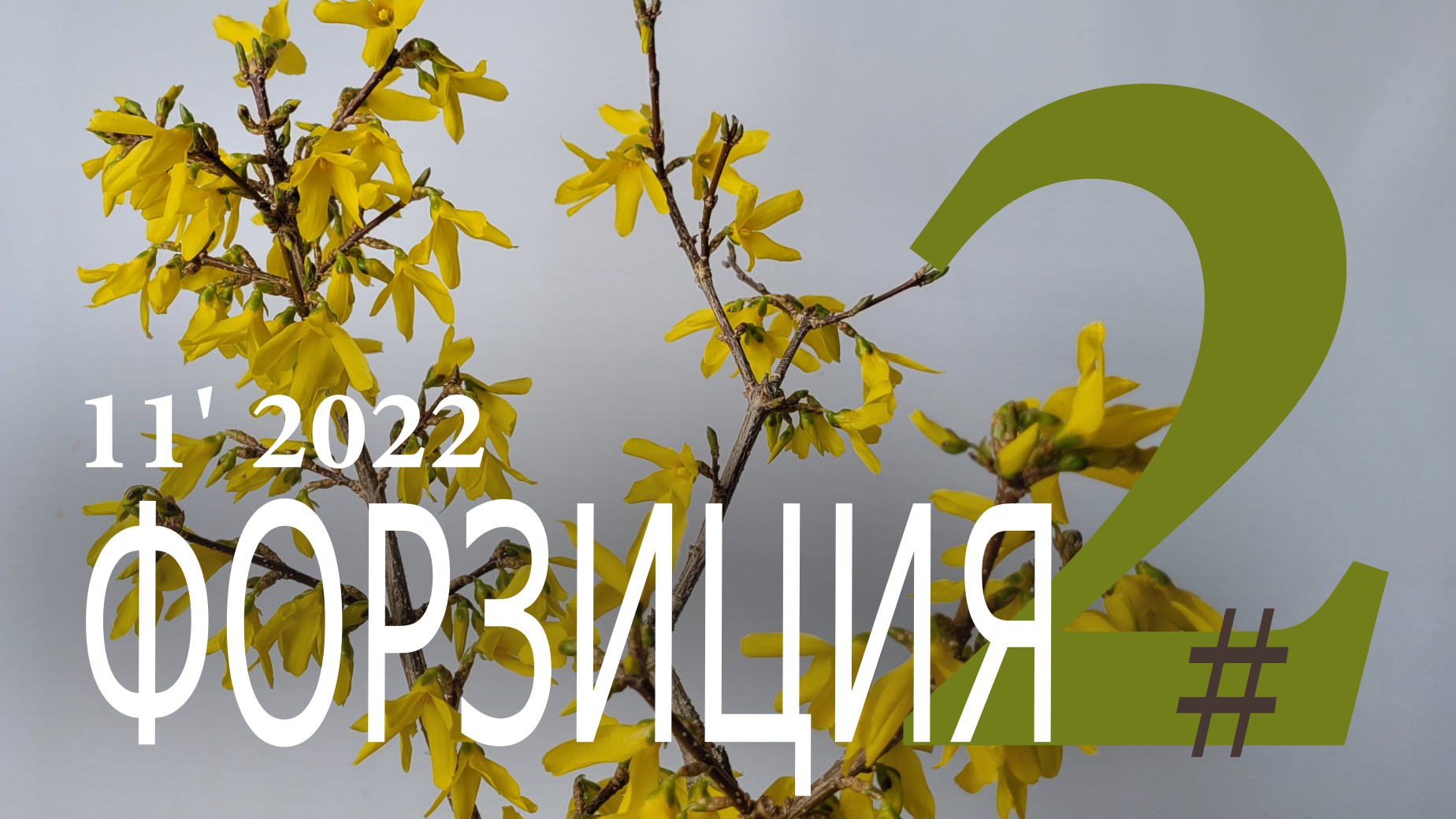 Канал про растения. Tutsan. Канал про растения. Канал про растения. Greensad.
