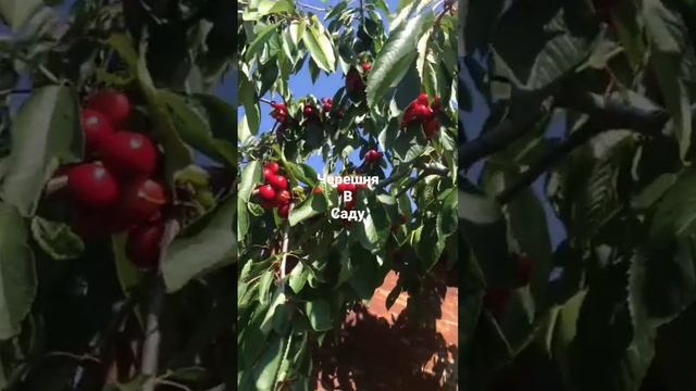 Черешня в саду. #черешня смотреть онлайн