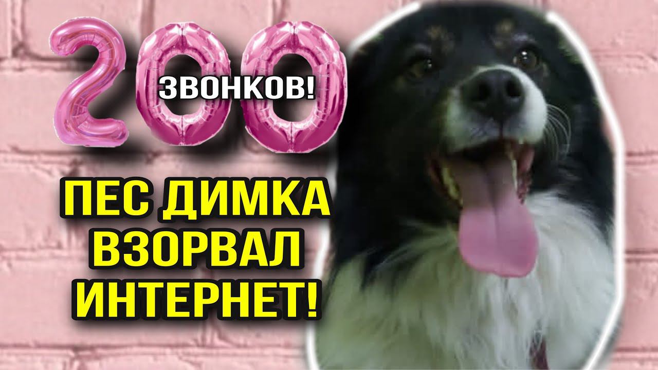 200 семей захотели приютить бездомного песика Димку, ставшего звездой интернета