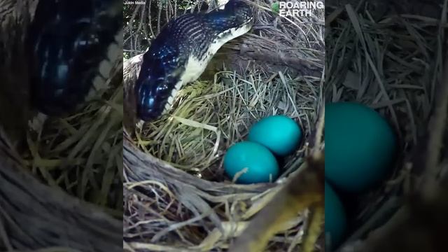 Greedy Snake Raids Robin's Nest