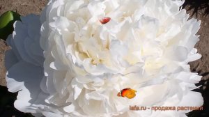 Пион травянистый Мун овер Баррингтон ? обзор: как сажать, саженцы пиона Мун овер Баррингтон