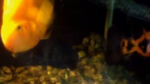 АСТРОНОТУС! (Astronotus) Домашняя СТРАШИЛА