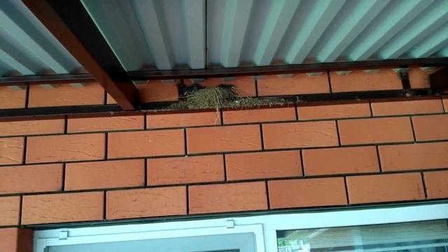 К чему ласточка вьёт гнездо/У нас три маленькие ласточки