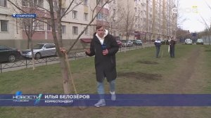 На Юго-Западе Ставрополя высадили 120 саженцев деревьев