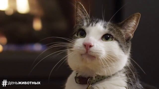 Whiskas и Pedigree: День животных. Праздник для собак и кошек (2017) смотреть онлайн