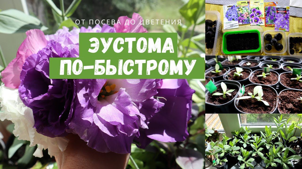 Эустома от посева до цветения / Все нюансы выращивания