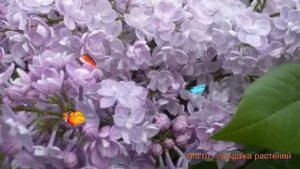 Сирень обыкновенная Дружба (syringa vulgaris) ? Дружба обзор: как сажать, саженцы сирени Дружба