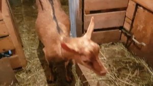 Чешские козы!