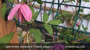 Цветение княжиков