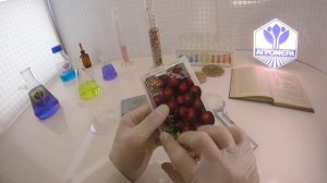 Томат Черный Мавр.  Поиск