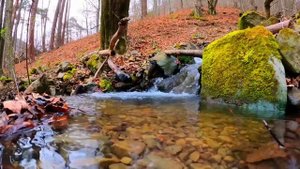 Пение птиц в лесу/Звуки природы/Звук реки в лесу