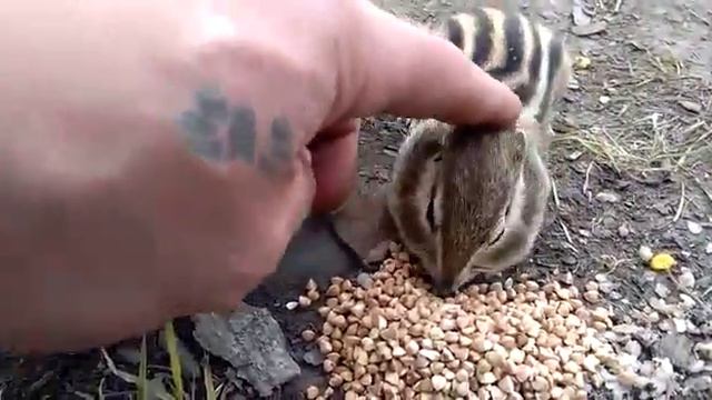 Прикольный настоящий бурундук. смотреть онлайн