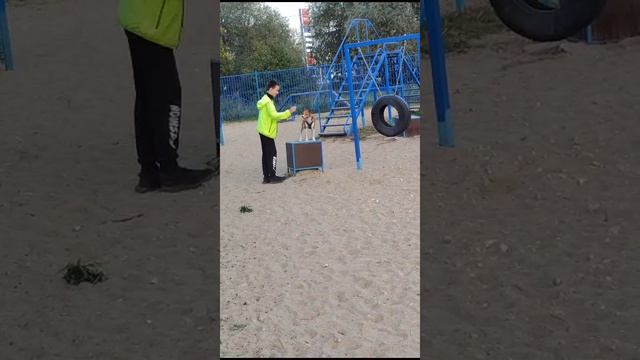 Дрессировка собаки Басенджи номер "2". смотреть онлайн