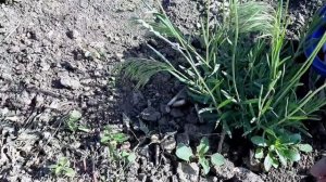 Чем подкормить лаванду перед цветением