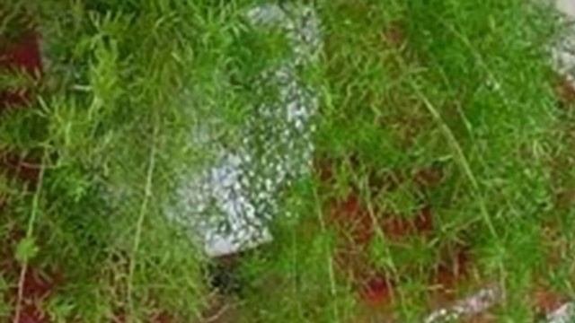 Виды удобрений для комнатных растений.