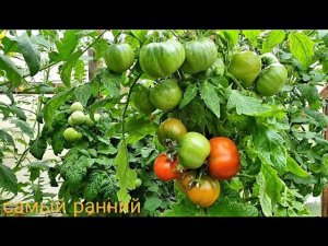 Первые помидоры созрели в мае Как выращиваю Самые ранние сорта Самран, Катя,Снеговик,СубАрктик