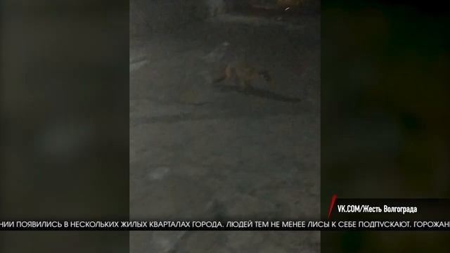 Красноармейский район Волгограда облюбовали лисы смотреть онлайн