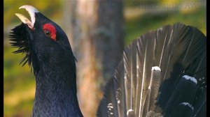 Глухарь (Tetrao urogallus)