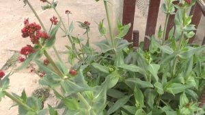 Кентрантус, гипсофила, иссоп, ирисы 5 мая.