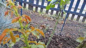 Био - Концентрат КОНСКИЙ для роз, Применила ВПЕРВЫЕ 11.07.22 год