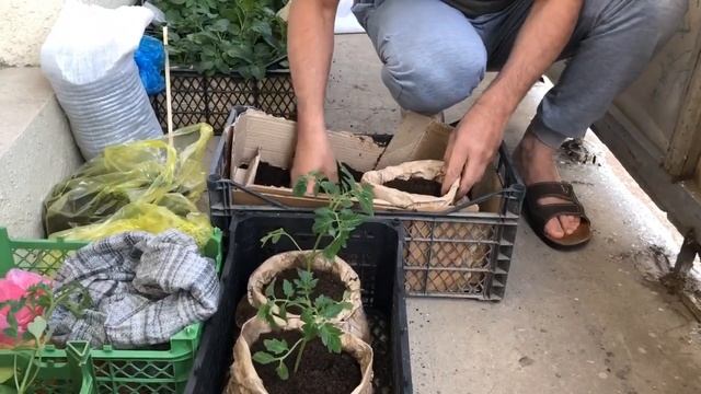 VLOG/Наш Эксперимент/ КАК на БАЛКОНЕ Посадить помидоры,огурцы,баклажаны , перцы. Расход и все нюанс смотреть онлайн