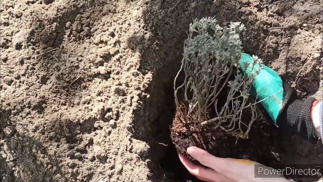 Высадка саженца лаванды в открытый грунт