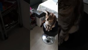 Дрессируем котёнка (Чаузи), учимся давать лапку