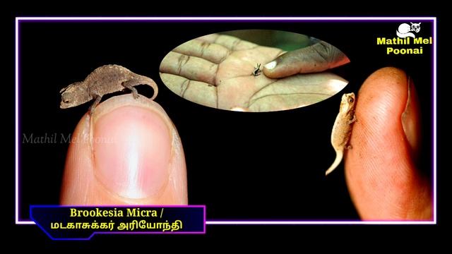 Brookesia Micra Chameleons | Tamil | Mathil Mel Poonai | MrAk | Interesting Fact Series смотреть онлайн
