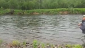 Сима на блесну