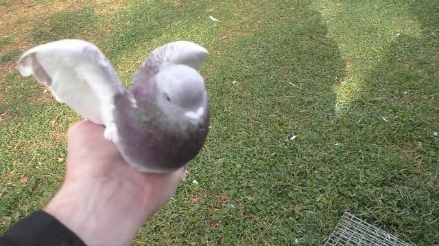 Отправляю голубей, продажа молодёжи по Арифовской линии. смотреть онлайн