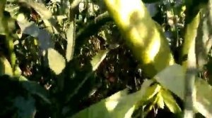 Сахарная кукуруза Аркон f1 - новый испанский гибрид кукурузы "бондюэль"