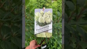 Гортензия метельчатая PAN- Seria, уникальная серия сортов гортензий, с фантастическим цветением❤️?