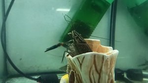 Немного аквариумных раков...