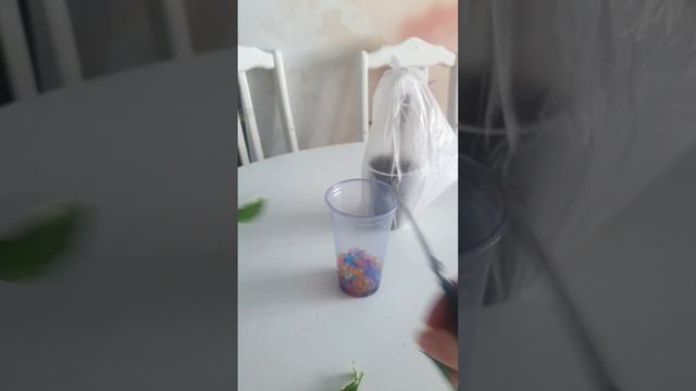 размножение драцены черенками