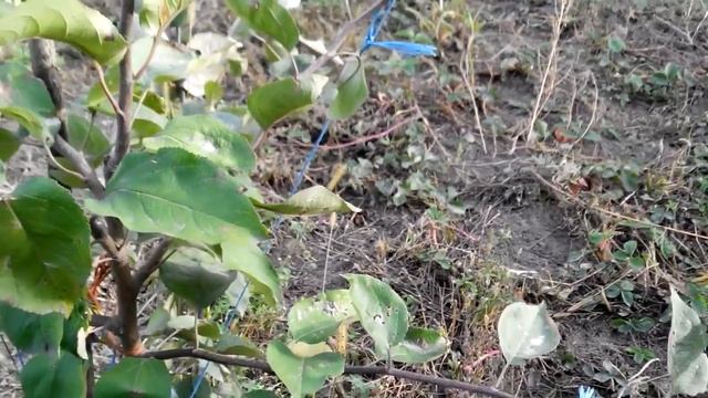 Формировка яблонь и груш способом отгибанием веток. смотреть онлайн