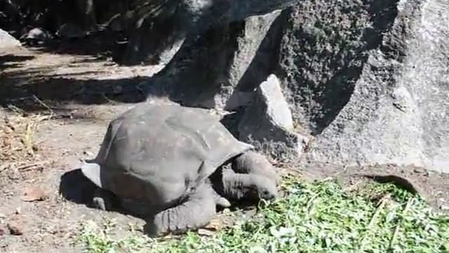 Сейшельские черепахи, Ла Диг смотреть онлайн