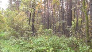 Дорога в осень. Железная дорога в лесу. Заельцовский парк осенью. Про Новосибирск.