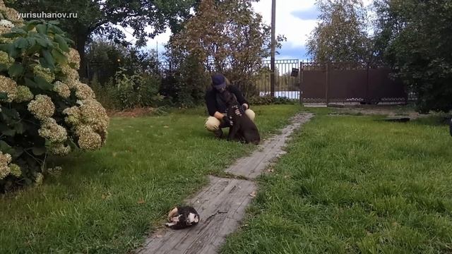 Как справиться с жадностью к еде у собаки смотреть онлайн