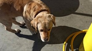 Собаку привязали к столбу и уехали! А дальше произошло невероятное!