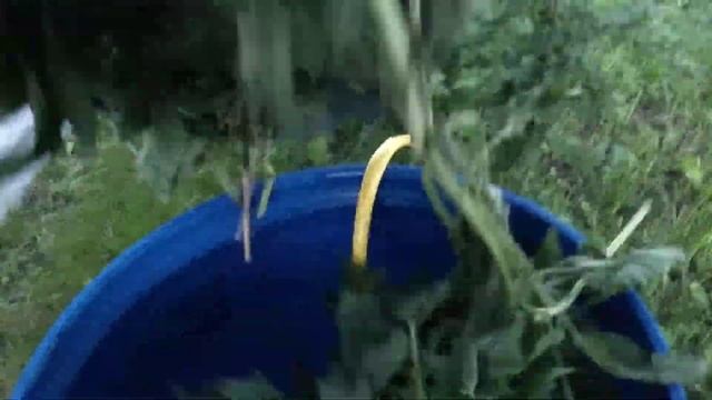 Секретное удобрение, все растения пищат от него. смотреть онлайн