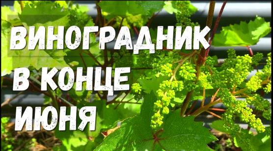 Обзор виноградника в открытом грунте на конец июня